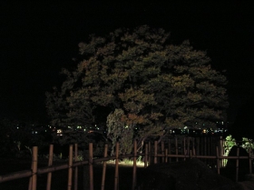 2008/11/12:樹齢100年の欅の巨木ライトアップ開始！！