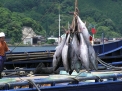 2007/07/06:境港 今年もマグロの季節到来!!